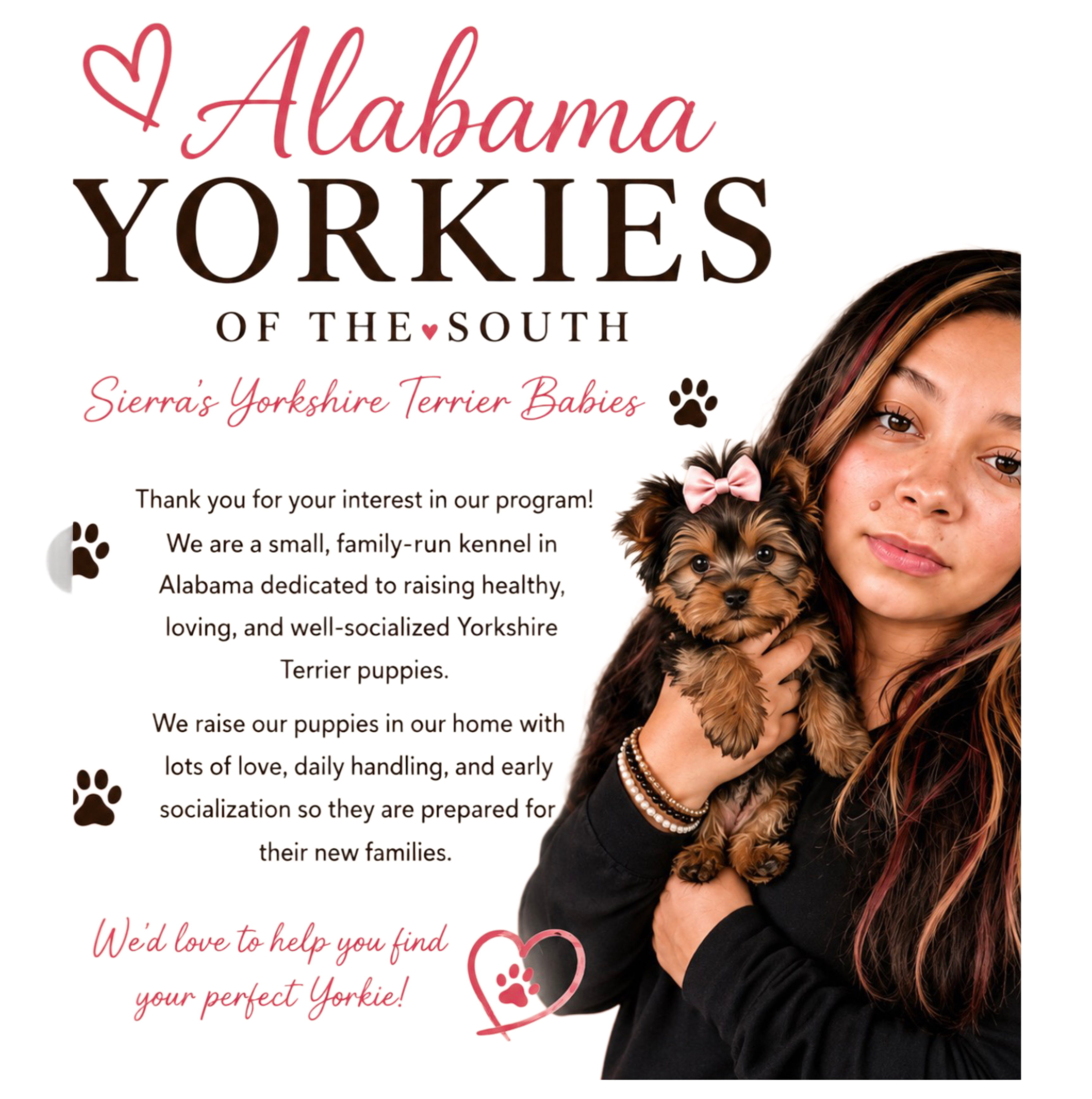 Alabama Yorkies of the South Sierra’s Yorkshire Terrier Babies