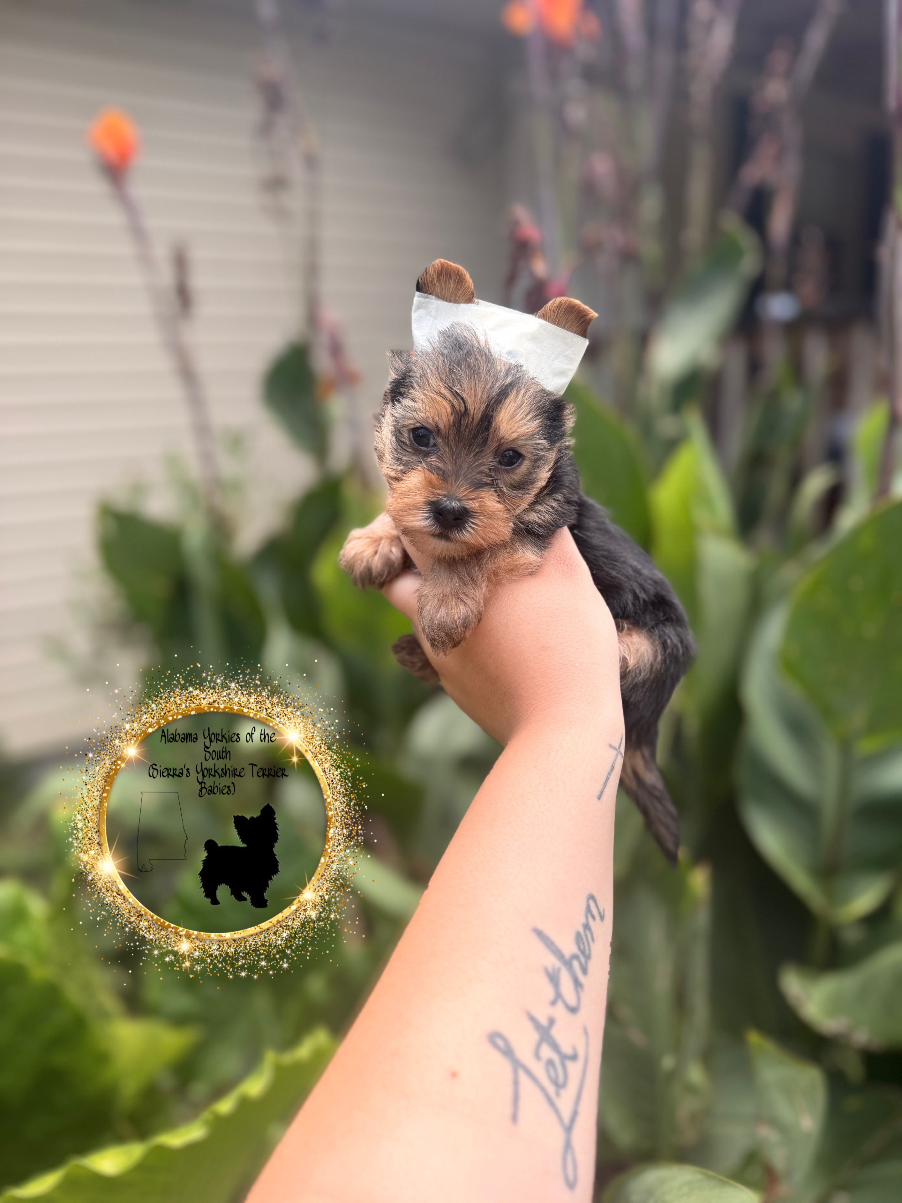 Alabama Yorkies of the South Sierra’s Yorkshire Terrier Babies